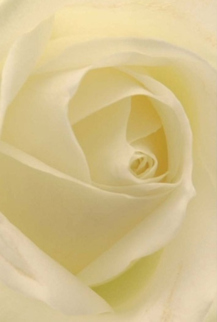 When viewed intimately, this classic white rose unravels layers of serene sophistication, each petal blending shades of ivory and cream under the mellow Archway daylight-reminiscent of quiet afternoons spent along Tufnell Park Road. The petals, layered with effortless artistry by Archway Florist, exude tranquility and gentle strength, their arrangement precise yet organic, framing a spiraled core that glows with purity and subtle resilience. Streamed with soft light, the rose's surfaces alternate between creamy highlights and muted shadows, enhancing the flower's natural beauty while elevating a sense of stillness. Whether chosen as an elegant centrepiece for a wedding at Lauderdale House, a genuine apology, or an expression of admiration, this bouquet delivers emotions with quiet confidence. The imagined fresh, clean fragrance seems to linger in the air, underscoring the enduring appropriateness of such blooms, freshly composed and available for same-day delivery across Archway and the surrounding neighbourhoods.